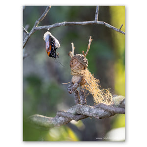 Adventure Awaits