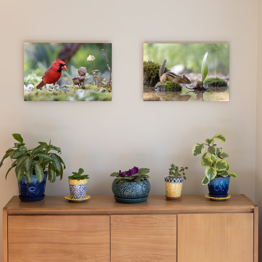 Becorns by David M Bird Fine Art Photography