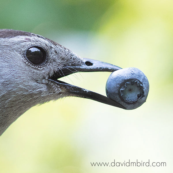Closeup of a grey catbird’s head. Four small whiskers protrude from near the base of the bird’s beak. The bird is holding a blueberry in its beak. Watermark: www.davidmbird.com
